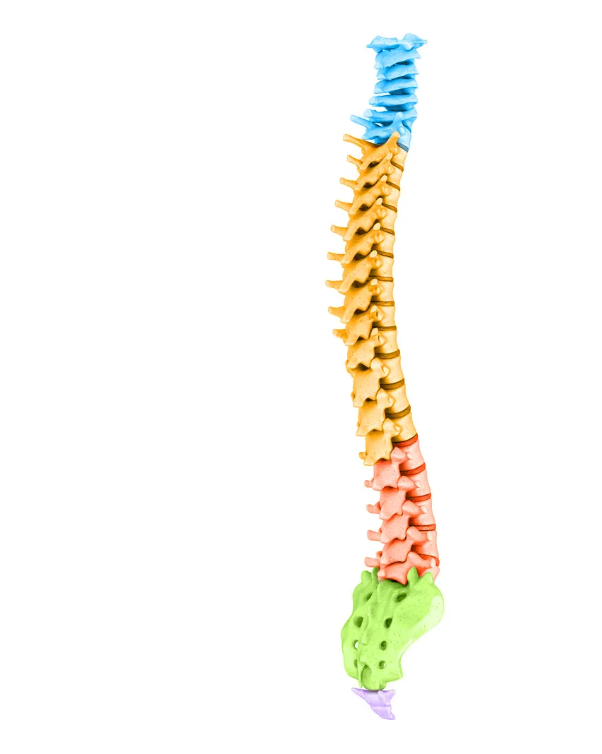 Illustration of the full spine with the cervical, thoracic, lumbar and sacral regions in different colors