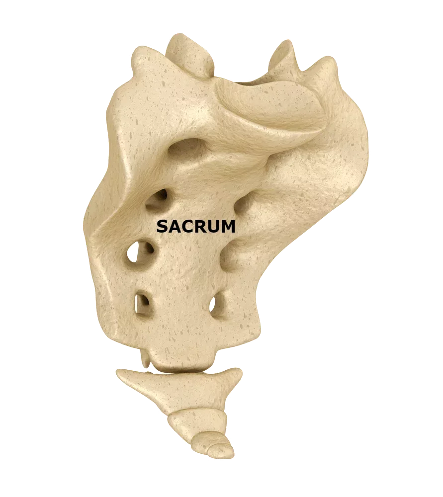 Diagram of the sacrum labeled