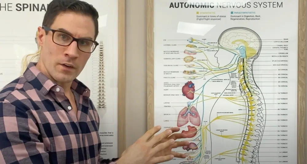 Chiropractic Care & Your Nervous System (Pt. 1)